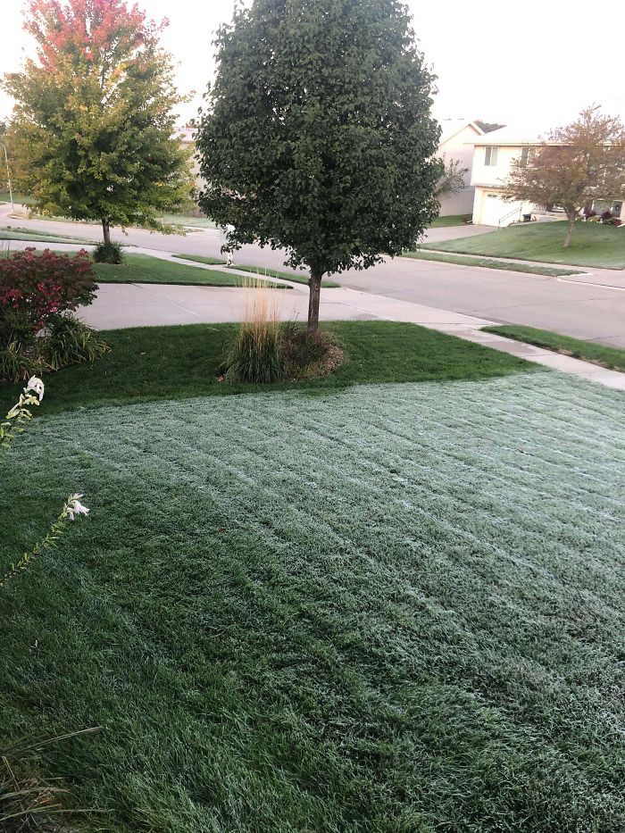 This part of the grass got frost. The only difference is this part is one inch lower.