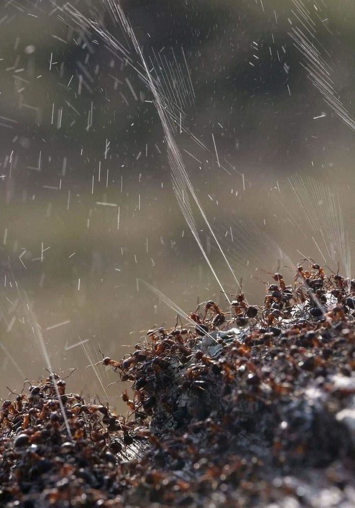 Ants attack enemies by squirting acids on them