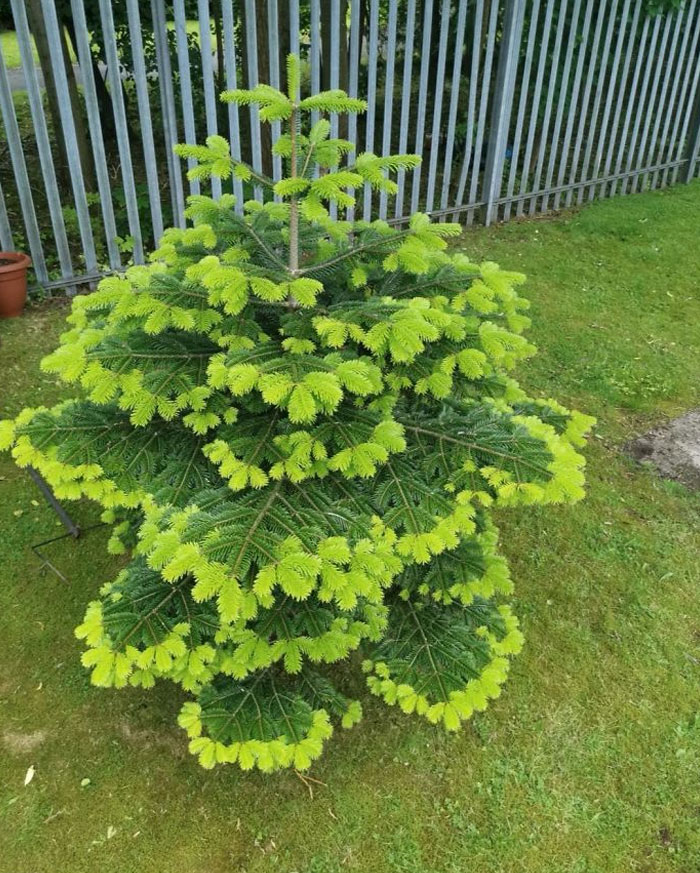 The new growth on this fir tree