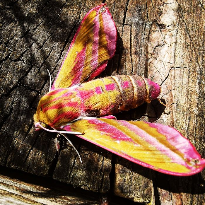 This elephant hawk moth is beautiful