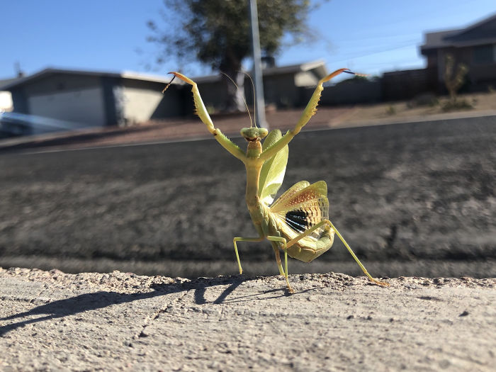 This guy fought with a bird that was ten times larger than its size. After the victory, this was its celebration pose.