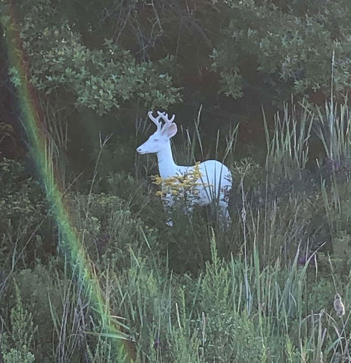 An Albino deer