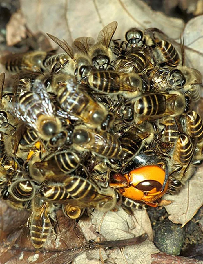 Bees are trying to raise the temperature of this murder hornet to kill and cook it alive