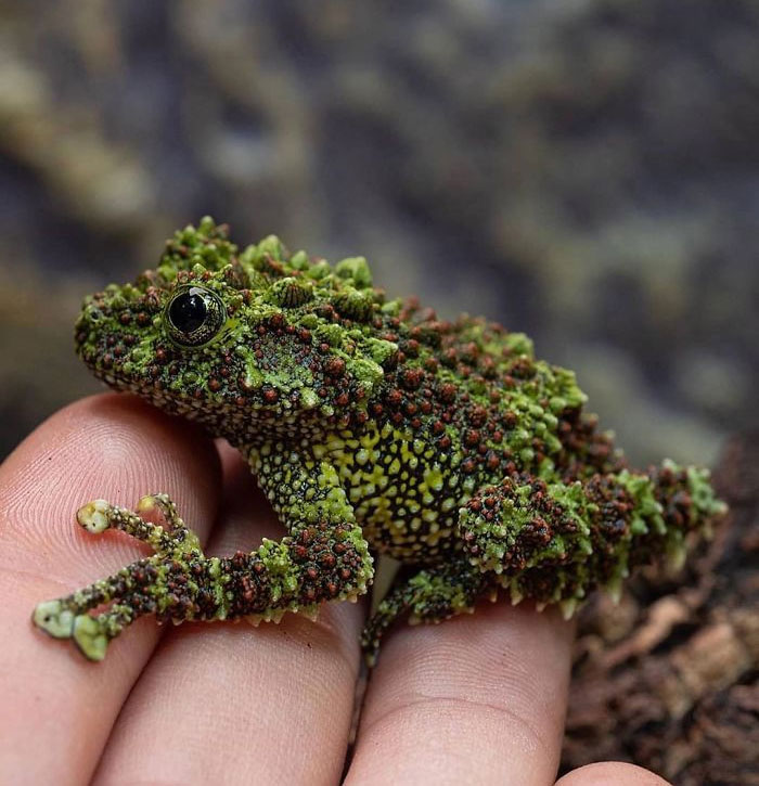 Vietnamese Mossy Frog