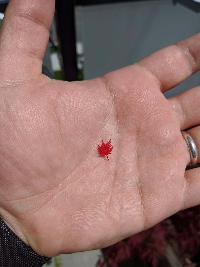 This is the smallest maple tree leaf I have ever seen