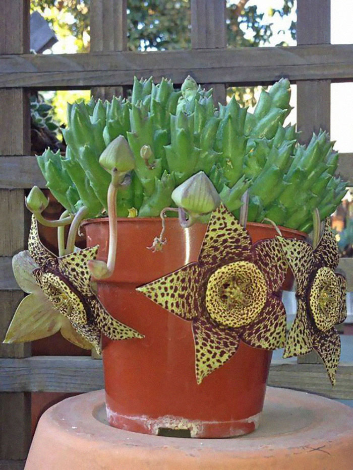 flowering succulents,cactus succulent,planting cactus,sedum morganianum,crassula perforata
