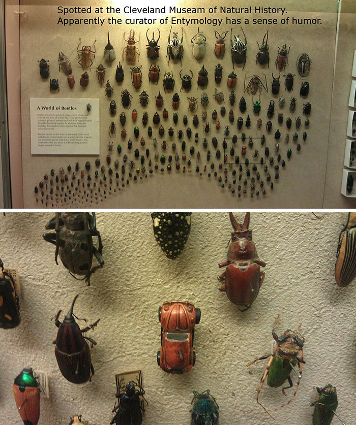 It is also a beetle; I spotted this at The Museum Of Anthropology