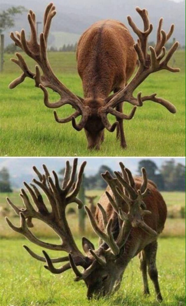 Absolute units of Antlers, they are beautiful