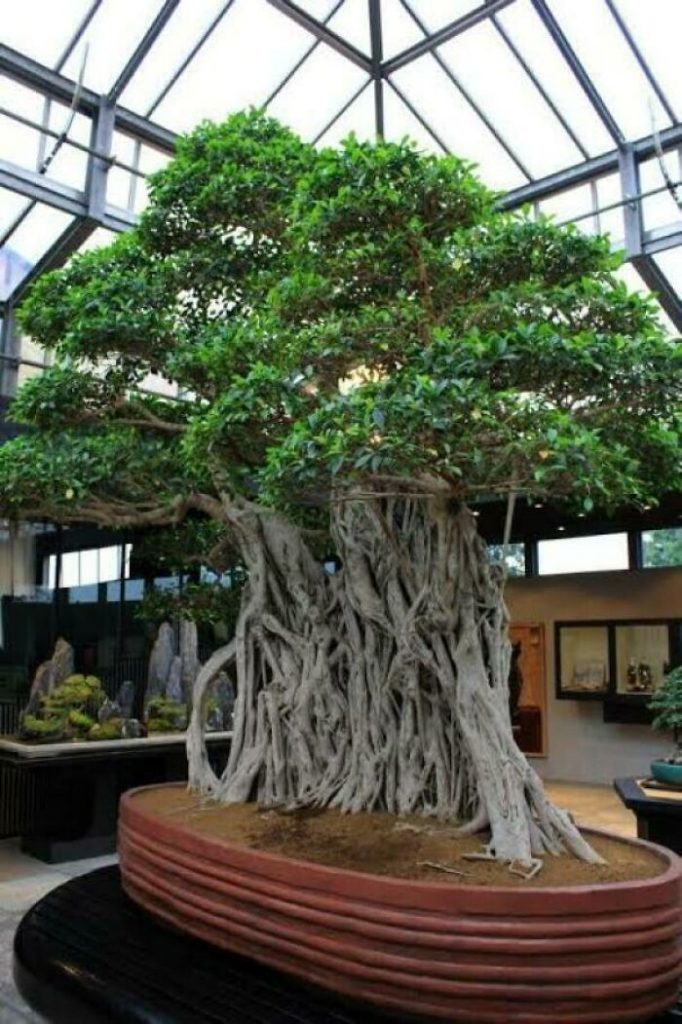 The oldest Bonsai tree, over 1000 years old