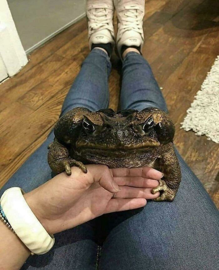 Absolute unit of a Toad