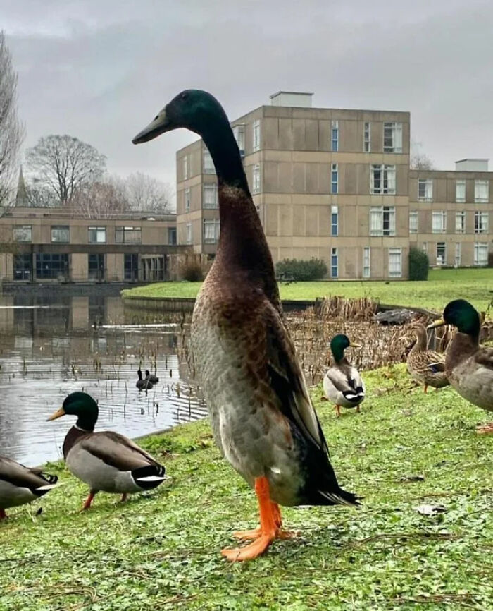 Long boi, the tallest mallard duck, lives in the University of York, England