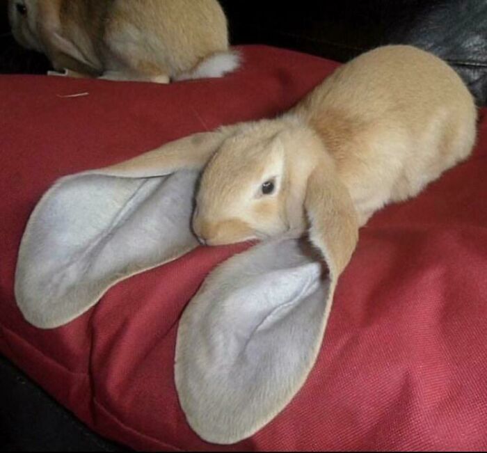 This bunny has an absolute unit of an ear
