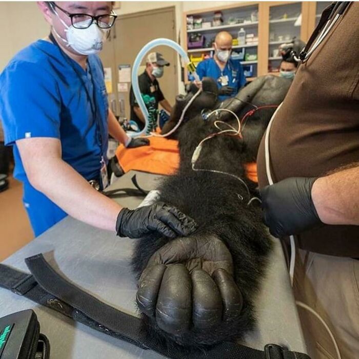 A hand of a Gorilla