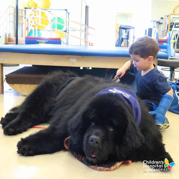 The therapy dog at a children’s hospital in Los Angeles, Bonner