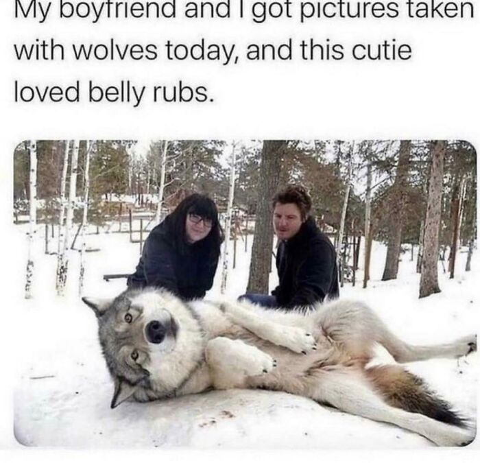 Huge, but a cute wolf