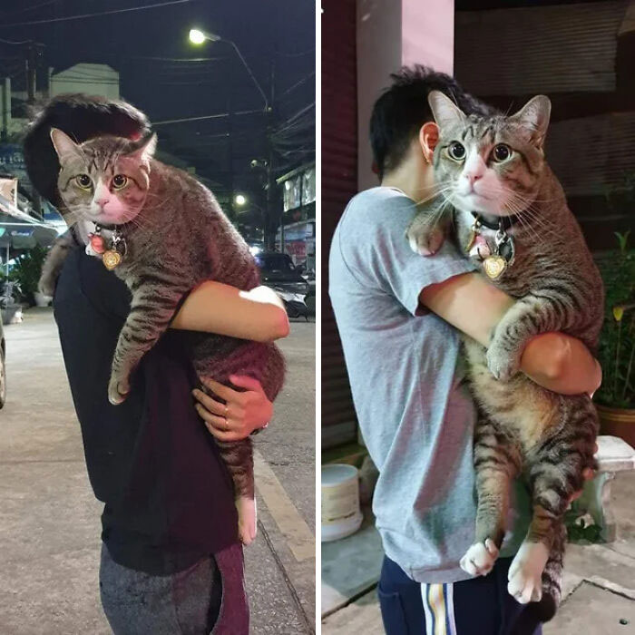 Size of this cat