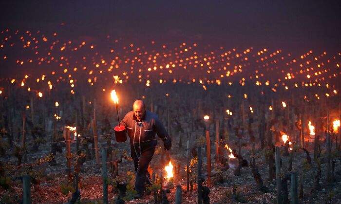 Farmers in France use fire to protect their vineyards from cold
