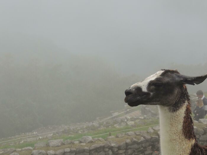 Not Mount Rushmore, but I woke up at 3 am and hiked up Machu Picchu to be there at sunrise