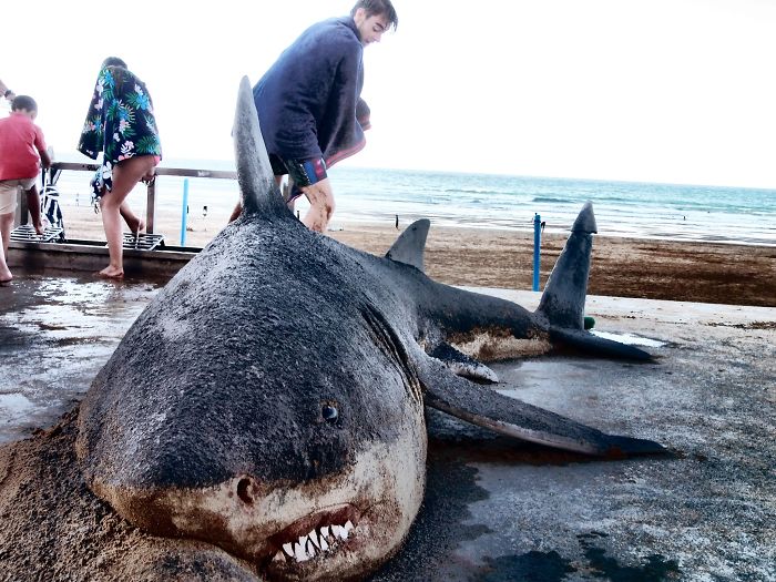 shark sand sculpture