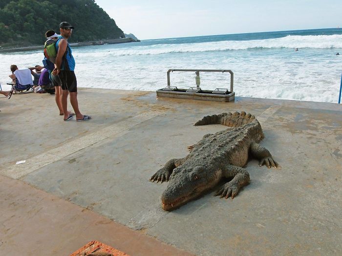 crocodile sand sculpture