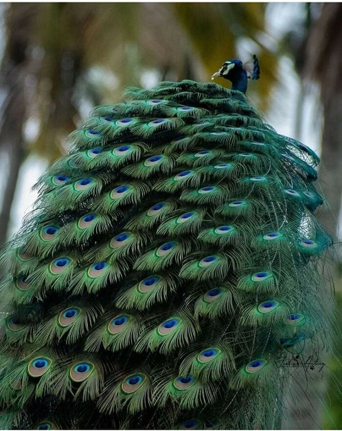 Gorgeous peacock