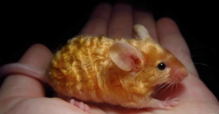 A mouse with a golden wave