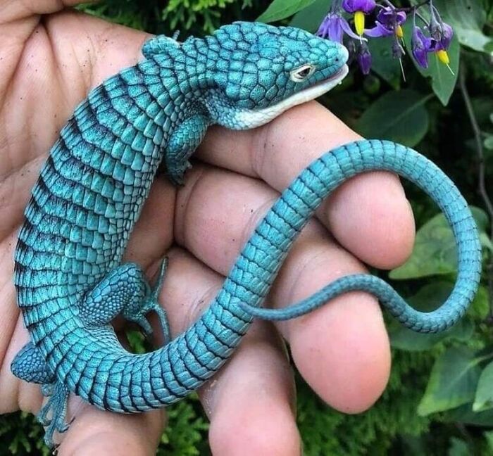 An endangered species, the Mexican alligator lizard