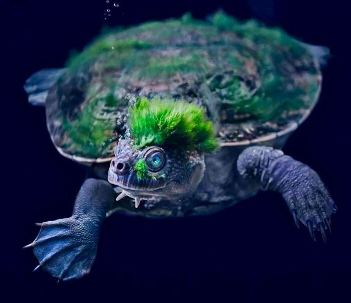 It seems like punk with its algae on the head