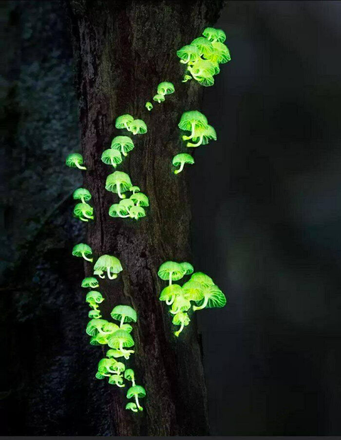 Forest light mushrooms