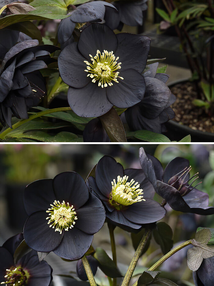 The Helleborus black beauty