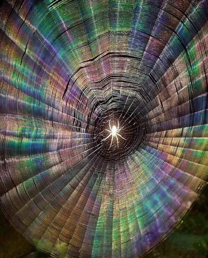 This photograph was taken with flash, and the light reflected the rainbow colors on the web