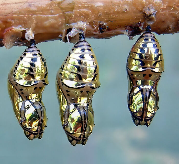 The chrysalis of the metallic mechanistic butterfly from Costa Rica