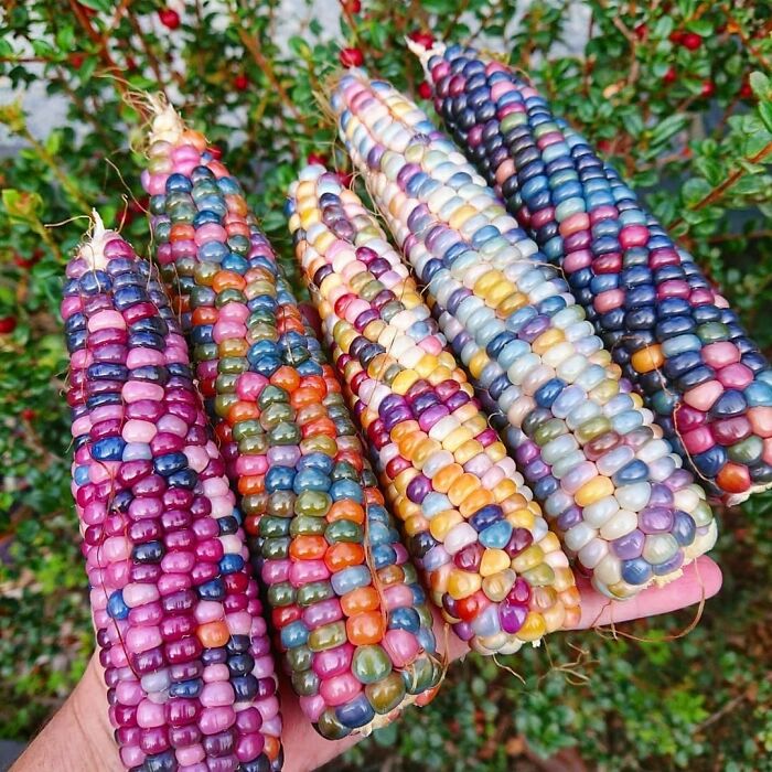 It Looks like colorful pearls, but this is a variety of corn