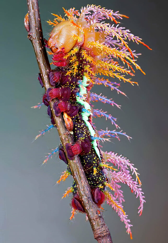 This is a Saturniidae moth caterpillar
