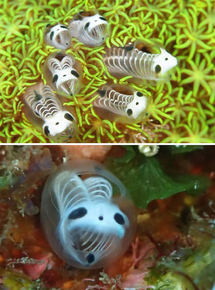 Skeleton panda sea squirts, also known as ascidians