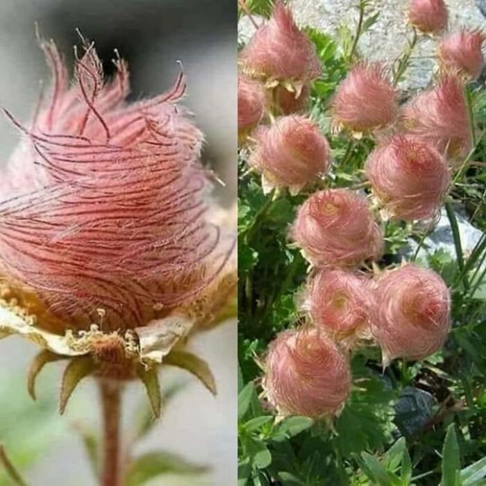 Similar to cotton candy, this is Prairie Smoke flowers (Geum Triflorum)