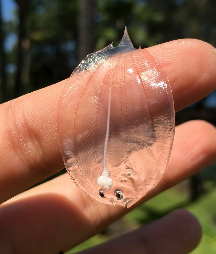 A baby flounder