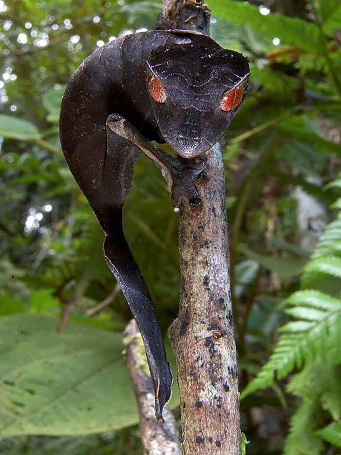 The satanic leaf-tailed gecko