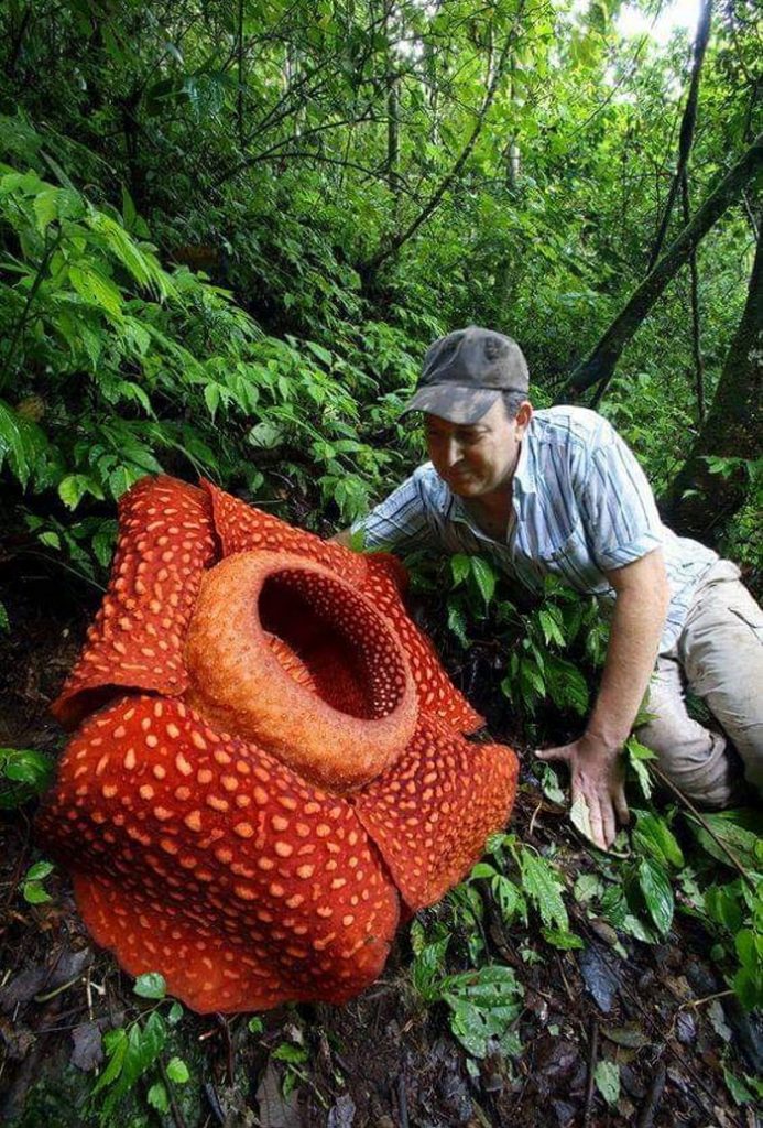 Rafflesia Arnoldii, the world’s giant flower