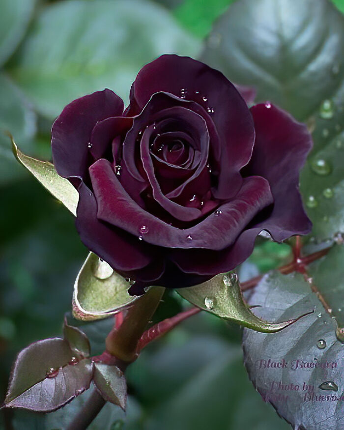 Rare Black Baccara