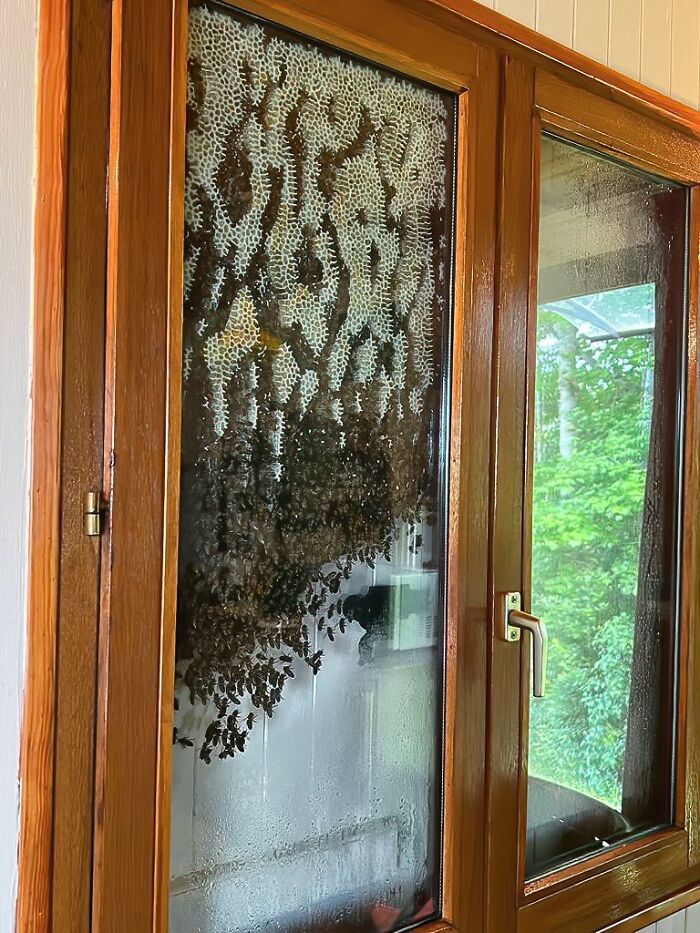 These bees made a hive between the window and the shutters