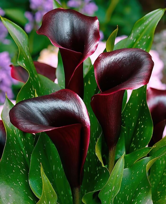 The black calla lily