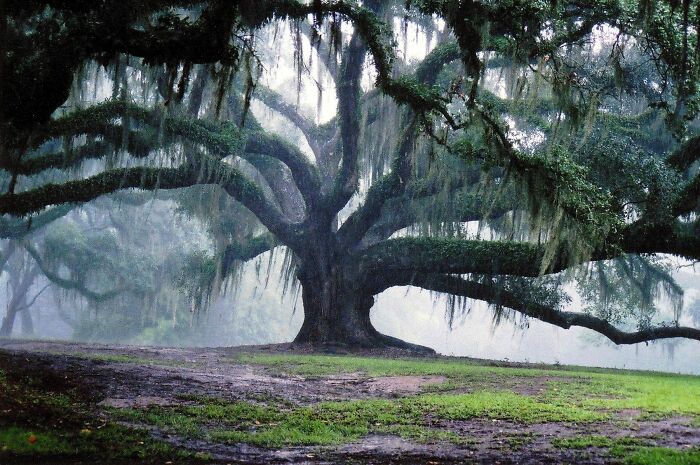 350 years old oak tree
