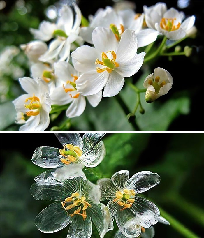 The skeleton plant is white and turns translucent when it rains