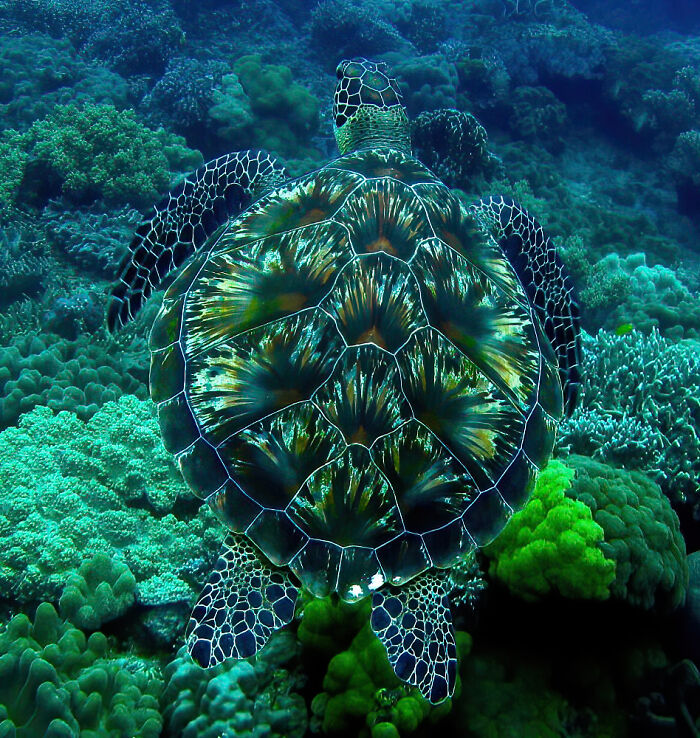 This turtle shell looks like a firework
