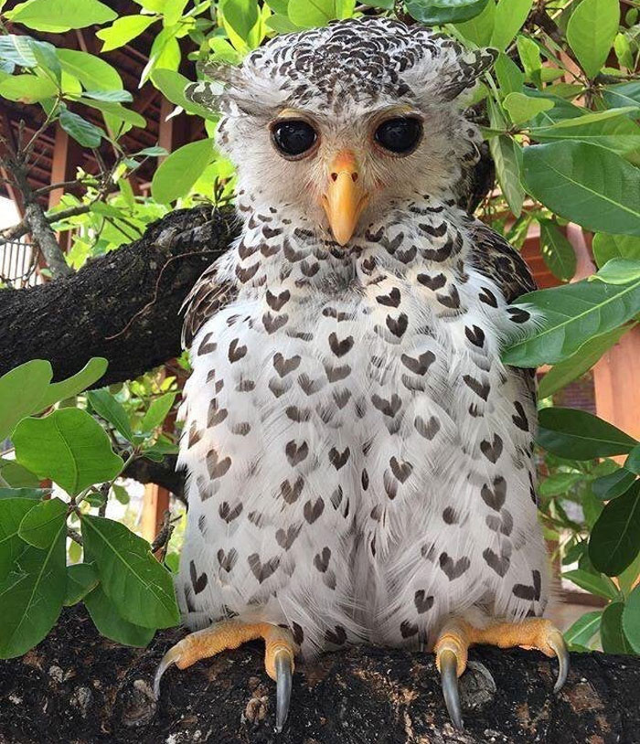 This owl has heart-shaped icons on its feathers