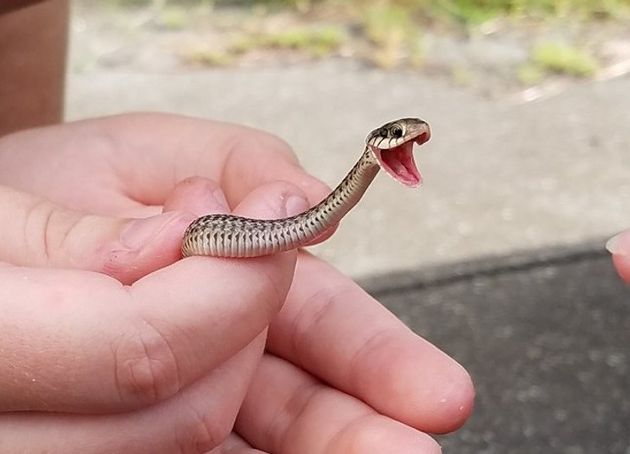 Cute little snake
