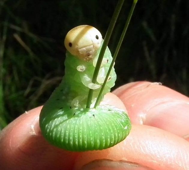 An adorable caterpillar