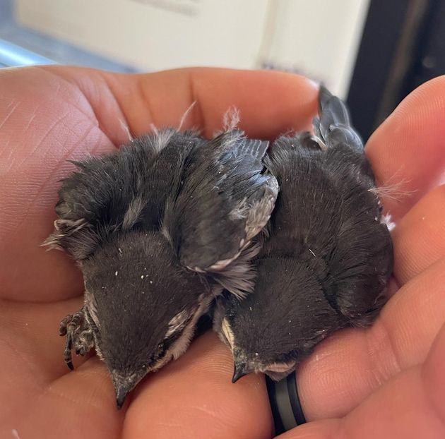 Little newborn chicks