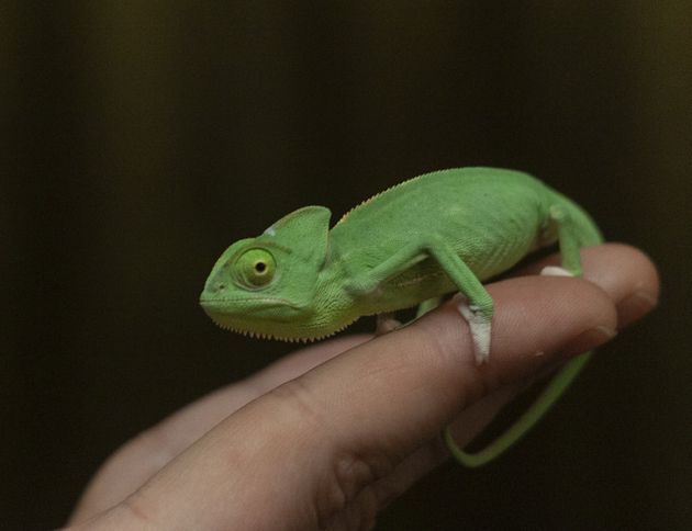Little but fully grown chameleon
